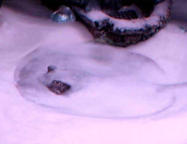 saltwater fish - urobatis halleri - round stingray stocking in 55 gallons tank - Here's a pic of my freshwater STINGRAY! He looks so crazy when he buries himself under the sand because all you see are his two eyes popping out. saltwater fish - urobatis halleri - round stingray stocking in 55 gallons tank - Here's a pic of my freshwater STINGRAY! He looks so crazy when he buries himself under the sand because all you see are his two eyes popping out.