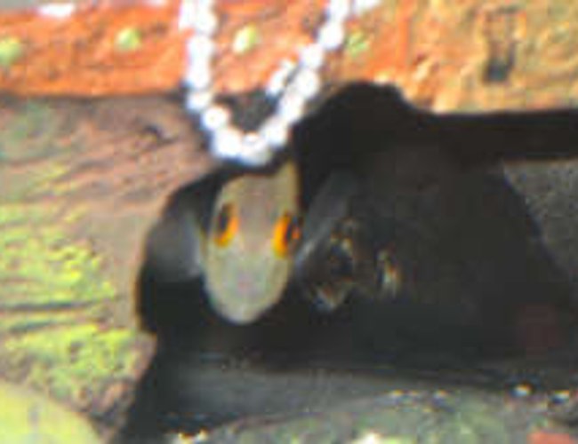 saltwater fish - centropyge vroliki - half black angelfish stocking in 38 gallons tank - My dead halfblack angel fish saltwater fish - centropyge vroliki - half black angelfish stocking in 38 gallons tank - My dead halfblack angel fish