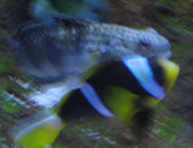 saltwater fish - amblygobius phalaena - bullet goby stocking in 38 gallons tank - bullet goby just about to bite clownfish in tank 2 saltwater fish - amblygobius phalaena - bullet goby stocking in 38 gallons tank - bullet goby just about to bite clownfish in tank 2