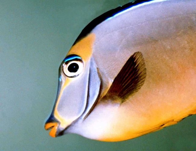 saltwater fish - acanthurus sohal - sohal tang stocking in 150 gallons tank - Lipstick saltwater fish - acanthurus sohal - sohal tang stocking in 150 gallons tank - Lipstick