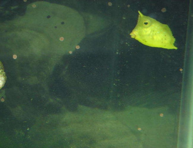 saltwater fish - lactoria cornuta - cowfish longhorn stocking in 120 gallons tank - long honrn saltwater fish - lactoria cornuta - cowfish longhorn stocking in 120 gallons tank - long honrn