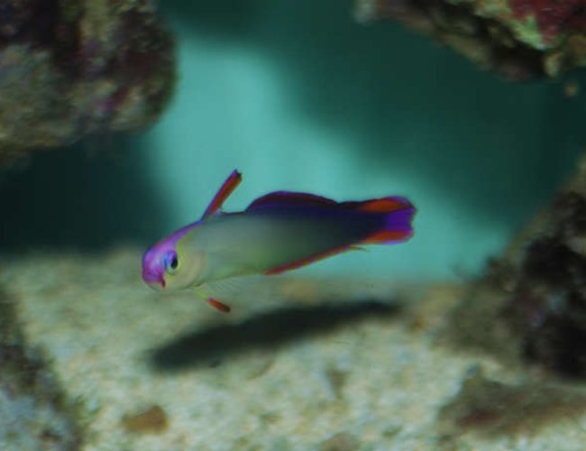 saltwater fish - nemateleotris decora - firefish, purple stocking in 32 gallons tank - Purple Firefish (Nemateleotris decora) - Fin Raised saltwater fish - nemateleotris decora - firefish, purple stocking in 32 gallons tank - Purple Firefish (Nemateleotris decora) - Fin Raised
