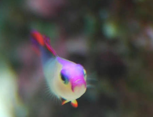 saltwater fish - nemateleotris decora - firefish, purple stocking in 32 gallons tank - Purple Firefish (Nemateleotris decora) - Head On... saltwater fish - nemateleotris decora - firefish, purple stocking in 32 gallons tank - Purple Firefish (Nemateleotris decora) - Head On...
