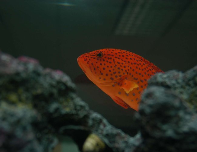 saltwater fish - cephalopholis miniatus - miniatus grouper stocking in 75 gallons tank - Adult strawberry grouper. saltwater fish - cephalopholis miniatus - miniatus grouper stocking in 75 gallons tank - Adult strawberry grouper.