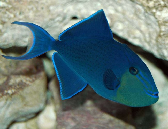 saltwater fish - odonus niger - niger triggerfish stocking in 150 gallons tank - Niger Trigger saltwater fish - odonus niger - niger triggerfish stocking in 150 gallons tank - Niger Trigger