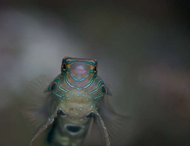 saltwater fish - synchiropus picturatus - spotted mandarin stocking in 160 gallons tank - Mandarin Goby saltwater fish - synchiropus picturatus - spotted mandarin stocking in 160 gallons tank - Mandarin Goby