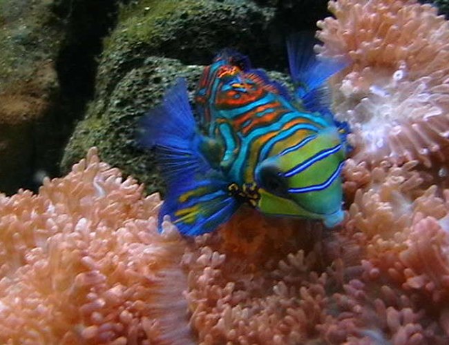 saltwater fish - synchiropus picturatus - spotted mandarin stocking in 25 gallons tank - Psychadelic Mandarinfish Hovering across Fuzzy Morphs saltwater fish - synchiropus picturatus - spotted mandarin stocking in 25 gallons tank - Psychadelic Mandarinfish Hovering across Fuzzy Morphs