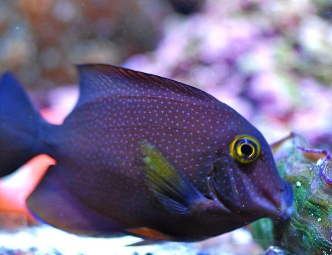 saltwater fish - ctenochaetus strigosus - kole yellow eye tang stocking in 160 gallons tank - Cole Tang sucking face with Dursa Clam saltwater fish - ctenochaetus strigosus - kole yellow eye tang stocking in 160 gallons tank - Cole Tang sucking face with Dursa Clam