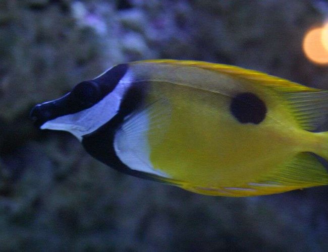 saltwater fish - siganus unimaculatus - one spot foxface stocking in 190 gallons tank - foxy leeann saltwater fish - siganus unimaculatus - one spot foxface stocking in 190 gallons tank - foxy leeann