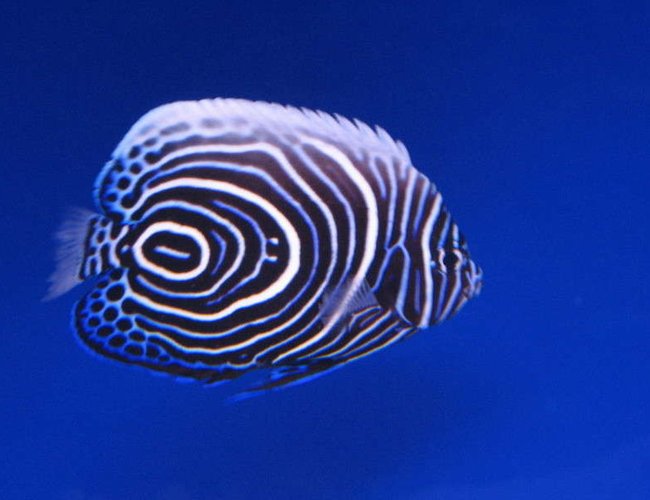 saltwater fish - pomacanthus imperator - emperor angelfish stocking in 10 gallons tank - Juv. Emperor Angel at LFS saltwater fish - pomacanthus imperator - emperor angelfish stocking in 10 gallons tank - Juv. Emperor Angel at LFS