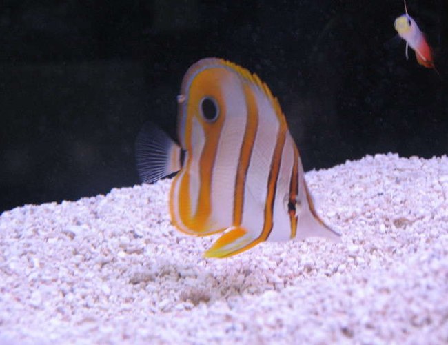 saltwater fish - chelmon rostratus - copperband butterflyfish stocking in 10 gallons tank - Copperband Butterly at LFS saltwater fish - chelmon rostratus - copperband butterflyfish stocking in 10 gallons tank - Copperband Butterly at LFS