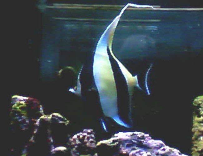 saltwater fish - zanclus canescens - moorish idol stocking in 60 gallons tank - my moorish idol eats anything but corals this pic was taken on my cell phone thats why its not that good saltwater fish - zanclus canescens - moorish idol stocking in 60 gallons tank - my moorish idol eats anything but corals this pic was taken on my cell phone thats why its not that good