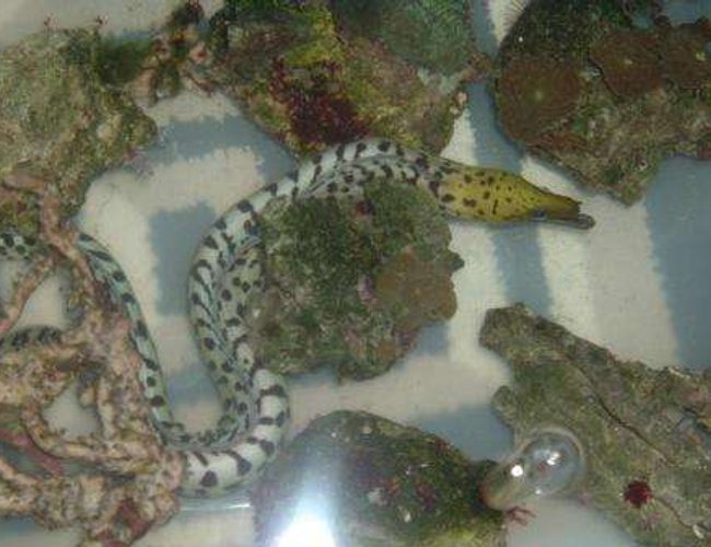 saltwater fish - corythoichthys sp. - dragonface pipefish stocking in 55 gallons tank - Eel during move saltwater fish - corythoichthys sp. - dragonface pipefish stocking in 55 gallons tank - Eel during move