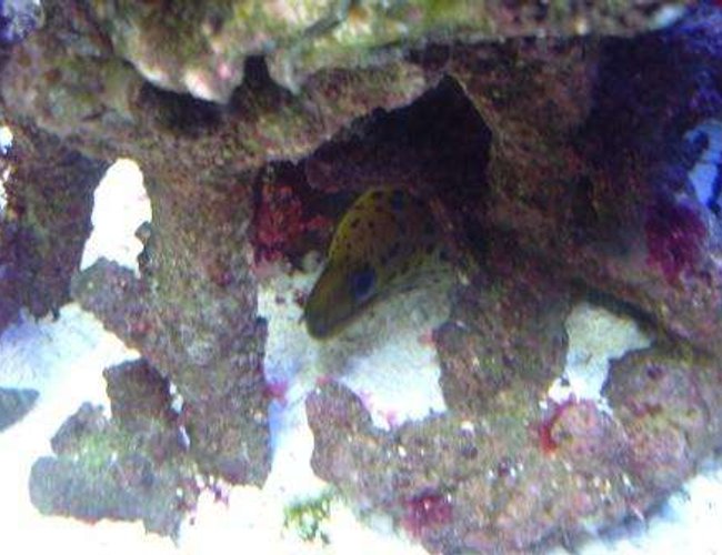 saltwater fish - gymnothorax fimbriatus - fimbriated eel stocking in 55 gallons tank - Another good closeup saltwater fish - gymnothorax fimbriatus - fimbriated eel stocking in 55 gallons tank - Another good closeup