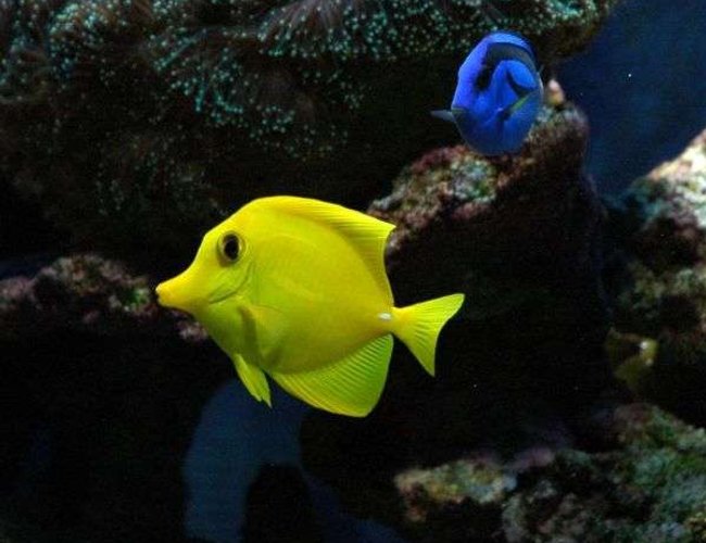 saltwater fish - zebrasoma flavescens - yellow tang - hawaii stocking in 50 gallons tank - Tangs saltwater fish - zebrasoma flavescens - yellow tang - hawaii stocking in 50 gallons tank - Tangs