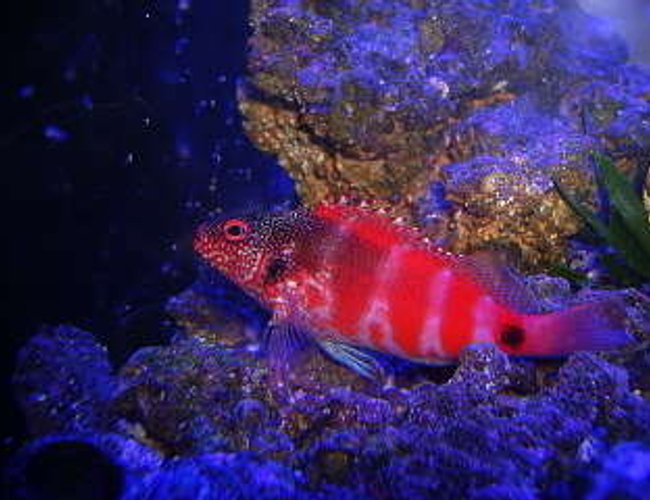 saltwater fish - cirrhitichthys oxycephalus - pixy/spotted hawkfish stocking in 29 gallons tank - Redspotted Hawkfish saltwater fish - cirrhitichthys oxycephalus - pixy/spotted hawkfish stocking in 29 gallons tank - Redspotted Hawkfish