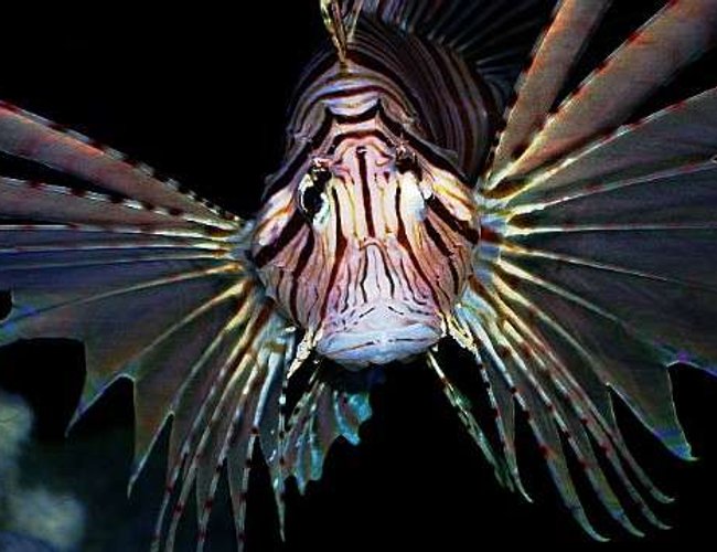 saltwater fish - pterois volitans - volitan lionfish stocking in 29 gallons tank - Volitans Lionfish saltwater fish - pterois volitans - volitan lionfish stocking in 29 gallons tank - Volitans Lionfish