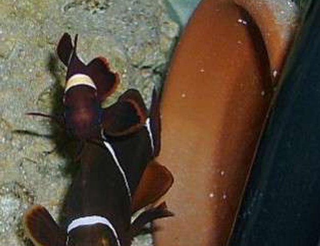 saltwater fish - premnas biaculeatus - maroon clownfish stocking in 29 gallons tank - Mated white stripe maroon clowns saltwater fish - premnas biaculeatus - maroon clownfish stocking in 29 gallons tank - Mated white stripe maroon clowns