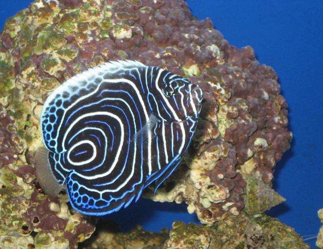 saltwater fish - pomacanthus imperator - imperator angelfish stocking in 20 gallons tank - Imperator Angelfish Juv. saltwater fish - pomacanthus imperator - imperator angelfish stocking in 20 gallons tank - Imperator Angelfish Juv.