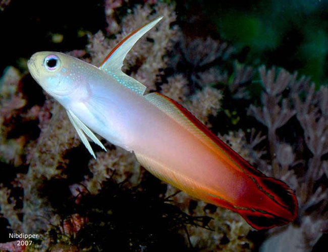 saltwater fish - nemateleotris magnifica - firefish stocking in 24 gallons tank - Firefish Goby saltwater fish - nemateleotris magnifica - firefish stocking in 24 gallons tank - Firefish Goby