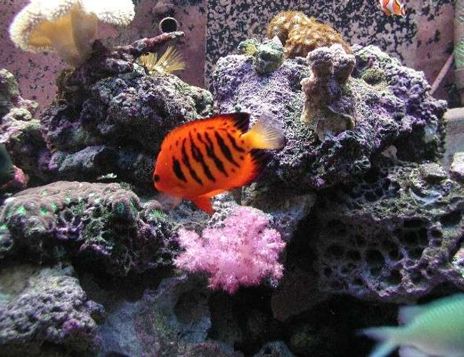 saltwater fish - centropyge loriculus - flame angelfish stocking in 180 gallons tank - My Dendro still thriving! saltwater fish - centropyge loriculus - flame angelfish stocking in 180 gallons tank - My Dendro still thriving!