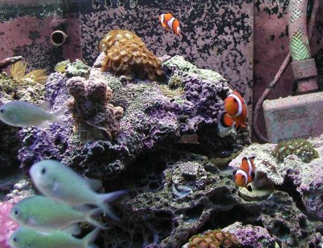 saltwater fish - chromis viridis - blue/green reef chromis stocking in 180 gallons tank - Schooling Chromis saltwater fish - chromis viridis - blue/green reef chromis stocking in 180 gallons tank - Schooling Chromis