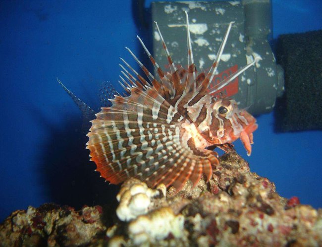 saltwater fish - parapterois heterura - blackfoot lionfish stocking in 20 gallons tank - Blackfoot Lionfish saltwater fish - parapterois heterura - blackfoot lionfish stocking in 20 gallons tank - Blackfoot Lionfish