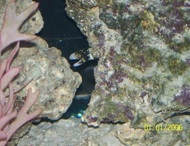 saltwater fish - echidna nebulosa - snowflake eel stocking in 72 gallons tank - Snow Flake Eel Peaking saltwater fish - echidna nebulosa - snowflake eel stocking in 72 gallons tank - Snow Flake Eel Peaking