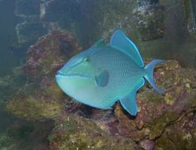 saltwater fish - odonus niger - niger triggerfish stocking in 75 gallons tank - My Niger Trigger saltwater fish - odonus niger - niger triggerfish stocking in 75 gallons tank - My Niger Trigger