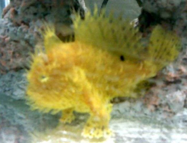 saltwater fish - antennarius sp. - assorted angler stocking in 75 gallons tank - frog nasty saltwater fish - antennarius sp. - assorted angler stocking in 75 gallons tank - frog nasty