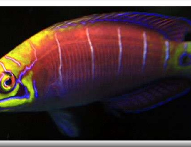 saltwater fish - pseudocheilinus ocellatus - mystery wrasse stocking in 500 gallons tank - Latin Name Pseudocheilinus ocellatus
Common Name Mystery Wrasse
An ideal fish for the reef aquarium, this recently described species was collected for the trade long before it was described. Once thought to occur only in a few isolated areas, it has been recorded from Australia, Marshall Islands and other locations throughout the Indo-Pacific. Found only in deep water, further exploration will likely expand its range. Bold and hardy with a great appetite, The Five Bar Wrasse is ideal for the reef or fish only aquarium. Also known as "Mystery Wrasse" and "Tail Spot Wrasse". Average size is around 1"-2". saltwater fish - pseudocheilinus ocellatus - mystery wrasse stocking in 500 gallons tank - Latin Name Pseudocheilinus ocellatus
Common Name Mystery Wrasse
An ideal fish for the reef aquarium, this recently described species was collected for the trade long before it was described. Once thought to occur only in a few isolated areas, it has been recorded from Australia, Marshall Islands and other locations throughout the Indo-Pacific. Found only in deep water, further exploration will likely expand its range. Bold and hardy with a great appetite, The Five Bar Wrasse is ideal for the reef or fish only aquarium. Also known as "Mystery Wrasse" and "Tail Spot Wrasse". Average size is around 1"-2".
