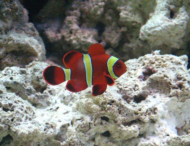 saltwater fish - premnas biaculeatus - yellowstripe maroon clownfish stocking in 55 gallons tank - gold stripe maroon clown saltwater fish - premnas biaculeatus - yellowstripe maroon clownfish stocking in 55 gallons tank - gold stripe maroon clown