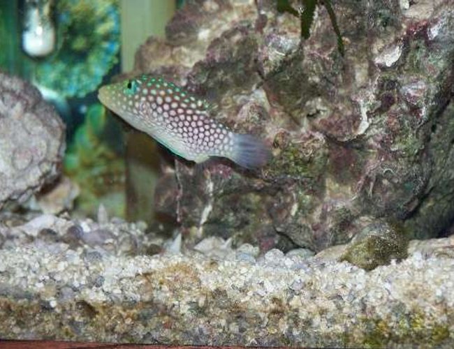saltwater fish - canthigaster jactator - spotted puffer stocking in 55 gallons tank - The spotted puffer saltwater fish - canthigaster jactator - spotted puffer stocking in 55 gallons tank - The spotted puffer