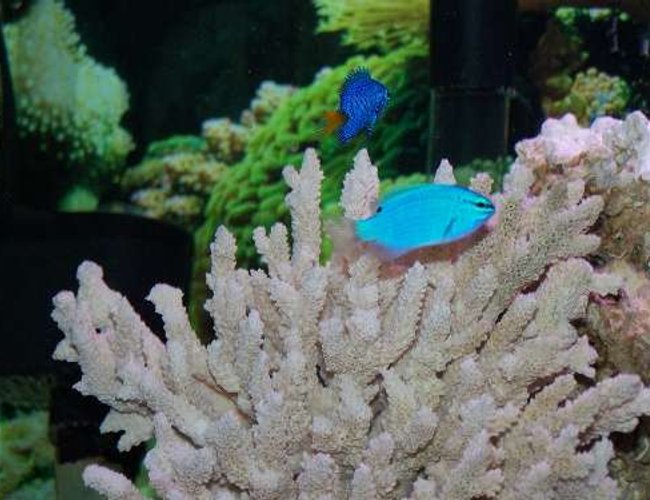 saltwater fish - chrysiptera cyanea - blue damselfish stocking in 55 gallons tank - The damsels saltwater fish - chrysiptera cyanea - blue damselfish stocking in 55 gallons tank - The damsels