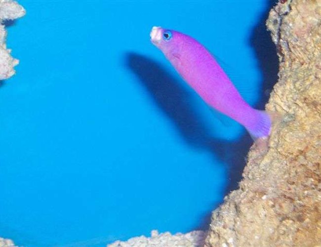 saltwater fish - pseudochromis porphyreus - purple pseudochromis stocking in 125 gallons tank - My Dottyback moving rocks. It took forever to get this picture. saltwater fish - pseudochromis porphyreus - purple pseudochromis stocking in 125 gallons tank - My Dottyback moving rocks. It took forever to get this picture.
