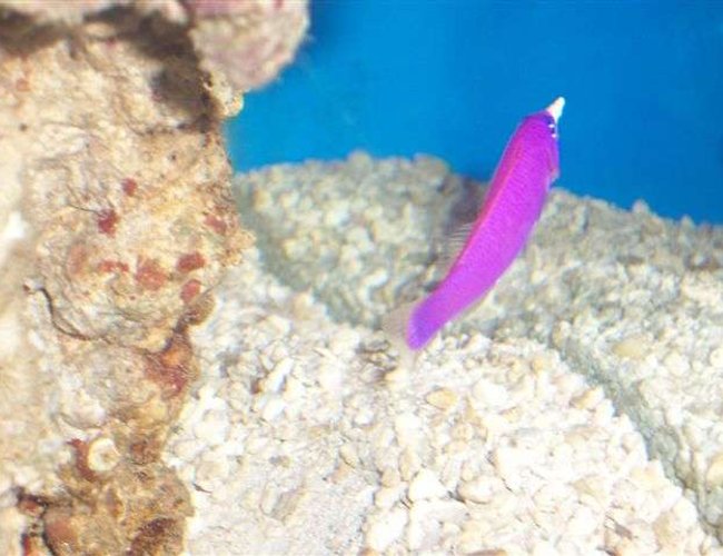saltwater fish - pseudochromis porphyreus - purple pseudochromis stocking in 125 gallons tank - Dottyback moving rocks saltwater fish - pseudochromis porphyreus - purple pseudochromis stocking in 125 gallons tank - Dottyback moving rocks