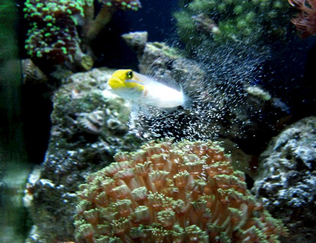 saltwater fish - valenciennea strigata - sleeper gold head goby stocking in 24 gallons tank - Siftin the sand saltwater fish - valenciennea strigata - sleeper gold head goby stocking in 24 gallons tank - Siftin the sand