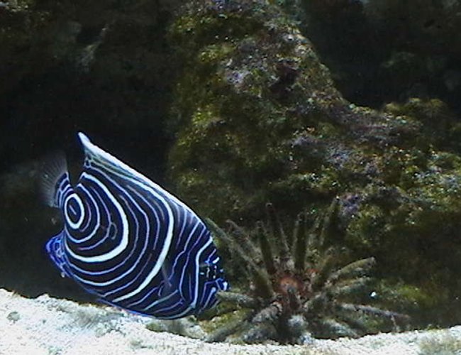 saltwater fish - pomacanthus imperator - imperator angelfish stocking in 210 gallons tank - Emperor Angelfish saltwater fish - pomacanthus imperator - imperator angelfish stocking in 210 gallons tank - Emperor Angelfish