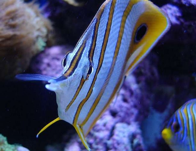saltwater fish - chelmon rostratus - copperband butterflyfish stocking in 140 gallons tank - Copperband with Regal Angel in background saltwater fish - chelmon rostratus - copperband butterflyfish stocking in 140 gallons tank - Copperband with Regal Angel in background