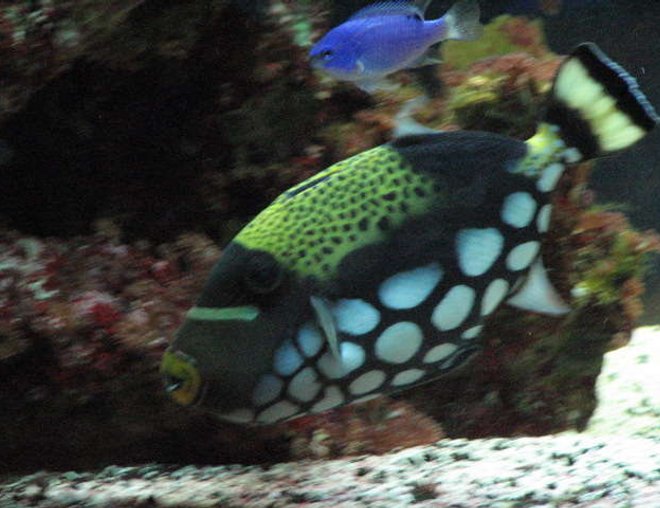 saltwater fish - balistoides conspicillum - clown triggerfish stocking in 75 gallons tank - 2 and a half year old clown triggerfish
          balistiodes conspicillum