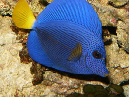 Rated #9: Saltwater Fish - Zebrasoma Xanthurum - Purple Tang Stocking In 72 Gallons Tank - My purple tang swimming about. Rated #9: Saltwater Fish - Zebrasoma Xanthurum - Purple Tang Stocking In 72 Gallons Tank - My purple tang swimming about.