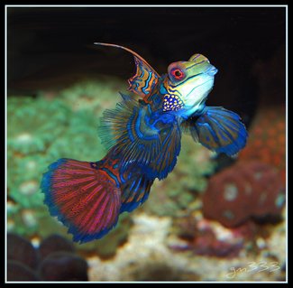 Rated #1: Saltwater Fish - Synchiropus Splendidus - Green Mandarin Stocking In 135 Gallons Tank - A pic of my Green mandarin fully exposed. Rated #1: Saltwater Fish - Synchiropus Splendidus - Green Mandarin Stocking In 135 Gallons Tank - A pic of my Green mandarin fully exposed.