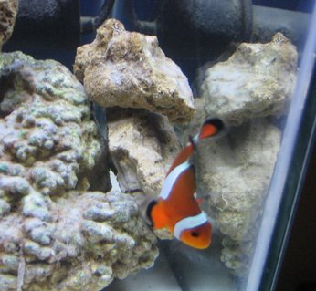 Rated #67: Saltwater Fish - Amphiprion Ocellaris - Ocellaris Clownfish Stocking In 14 Gallons Tank - false percula clownfish Rated #67: Saltwater Fish - Amphiprion Ocellaris - Ocellaris Clownfish Stocking In 14 Gallons Tank - false percula clownfish