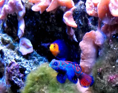 Rated #20: Saltwater Fish - Synchiropus Splendidus - Green Mandarin Stocking In 55 Gallons Tank - After the tragic, near complete wipe out of my reef tank due to the last heat wave, I decided to populate my recovering reef with small fishes. Rated #20: Saltwater Fish - Synchiropus Splendidus - Green Mandarin Stocking In 55 Gallons Tank - After the tragic, near complete wipe out of my reef tank due to the last heat wave, I decided to populate my recovering reef with small fishes.