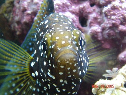 Rated #32: Saltwater Fish - Calloplesiops Altivelis - Marine Betta Stocking In 30 Gallons Tank - marine betta(Calloplesiops altivelis) Rated #32: Saltwater Fish - Calloplesiops Altivelis - Marine Betta Stocking In 30 Gallons Tank - marine betta(Calloplesiops altivelis)