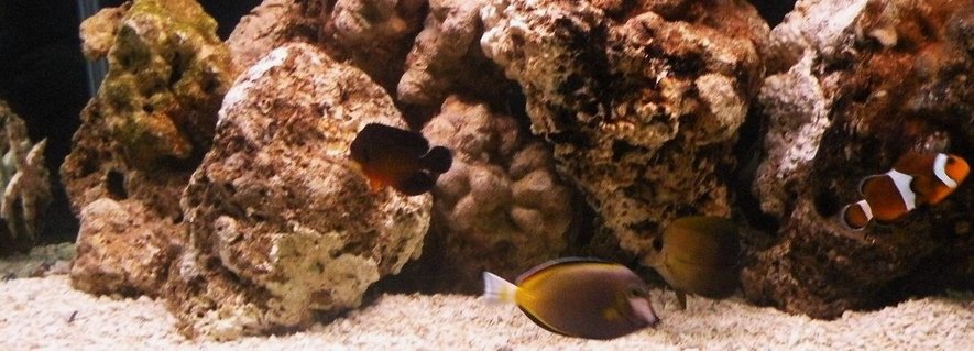 Rated #38: Saltwater Fish - Acanthurus Japonicus - Powder Brown Tang Stocking In 75 Gallons Tank - February 2010 New tank set-up Gold Rim Tang, Scopas Tang, Clown, Coral beauty, Sand Sifter Star fish. Rated #38: Saltwater Fish - Acanthurus Japonicus - Powder Brown Tang Stocking In 75 Gallons Tank - February 2010 New tank set-up Gold Rim Tang, Scopas Tang, Clown, Coral beauty, Sand Sifter Star fish.