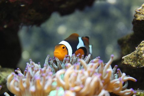 Rated #20: Saltwater Fish - Amphiprion Percula - True Percula Clownfish Stocking In 120 Gallons Tank - My female Perc at home Rated #20: Saltwater Fish - Amphiprion Percula - True Percula Clownfish Stocking In 120 Gallons Tank - My female Perc at home