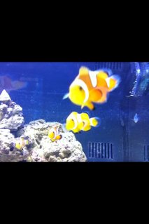 Rated #43: Saltwater Fish - Amphiprion Percula - True Percula Clownfish Stocking In 125 Gallons Tank - flibble flabble Rated #43: Saltwater Fish - Amphiprion Percula - True Percula Clownfish Stocking In 125 Gallons Tank - flibble flabble