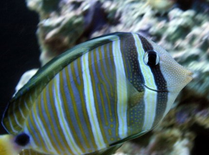 Rated #6: Saltwater Fish - Zebrasoma Desjardini - Sailfin Tang, Desjardini Stocking In 55 Gallons Tank - Sailfin Tang Rated #6: Saltwater Fish - Zebrasoma Desjardini - Sailfin Tang, Desjardini Stocking In 55 Gallons Tank - Sailfin Tang