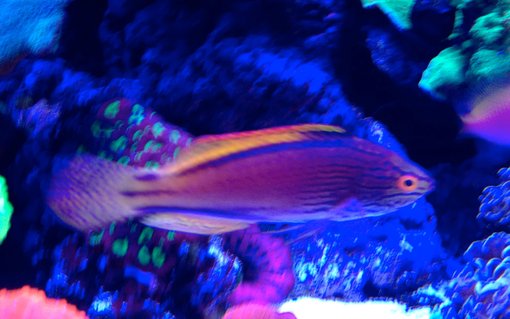 Rated #4: Saltwater Fish - Cirrhilabrus Lineatus - Lineatus Fairy Wrasse Stocking In 75 Gallons Tank - Erik's Lineatus wrasse Rated #4: Saltwater Fish - Cirrhilabrus Lineatus - Lineatus Fairy Wrasse Stocking In 75 Gallons Tank - Erik's Lineatus wrasse